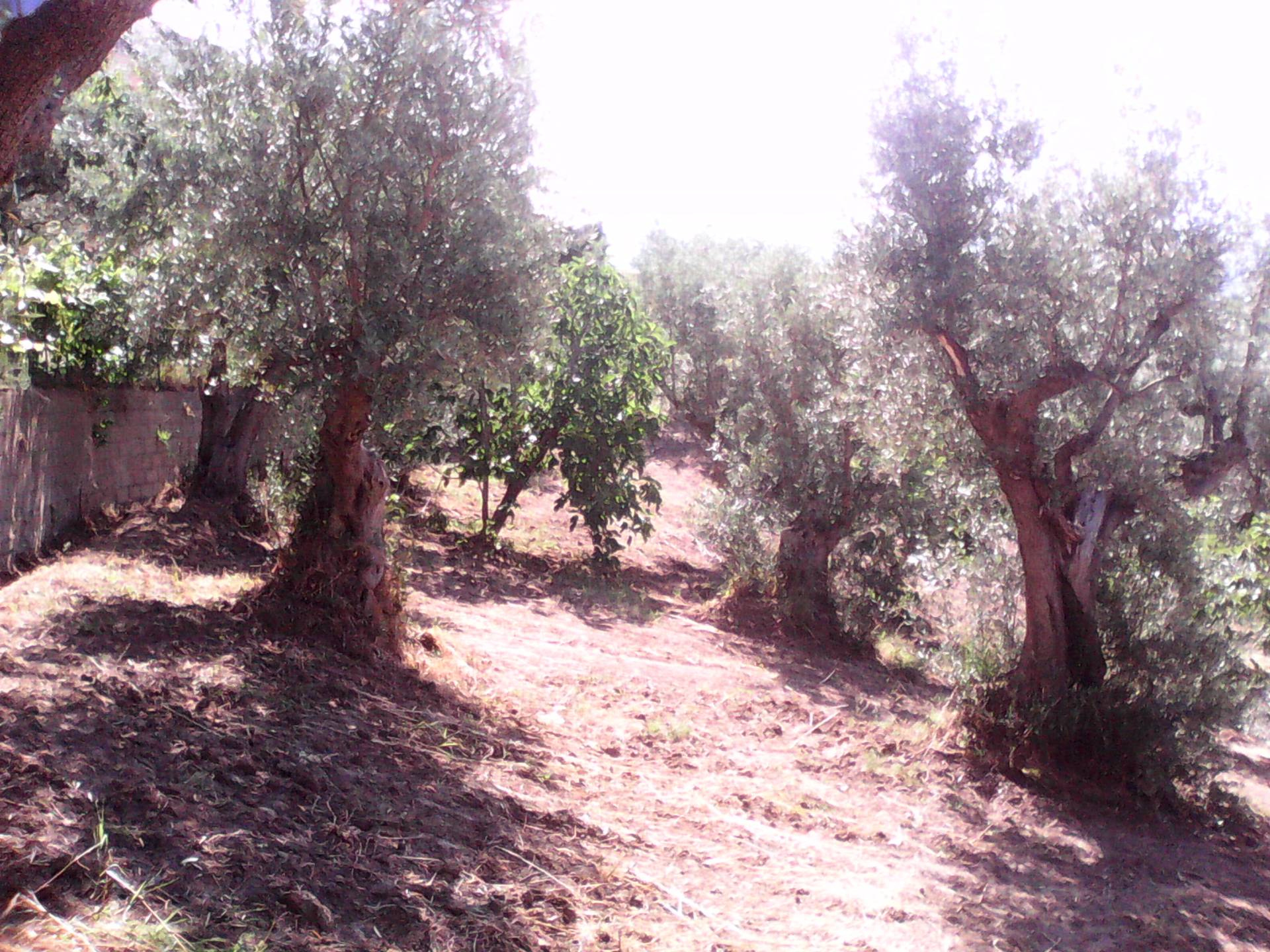 Terreno edificabile in vendita a Casali del Manco