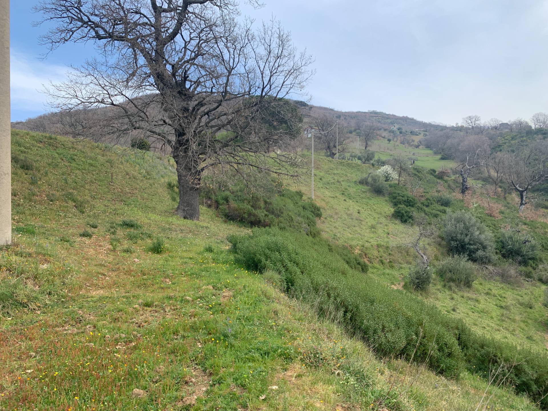 Terreno Agricolo in vendita a Luzzi