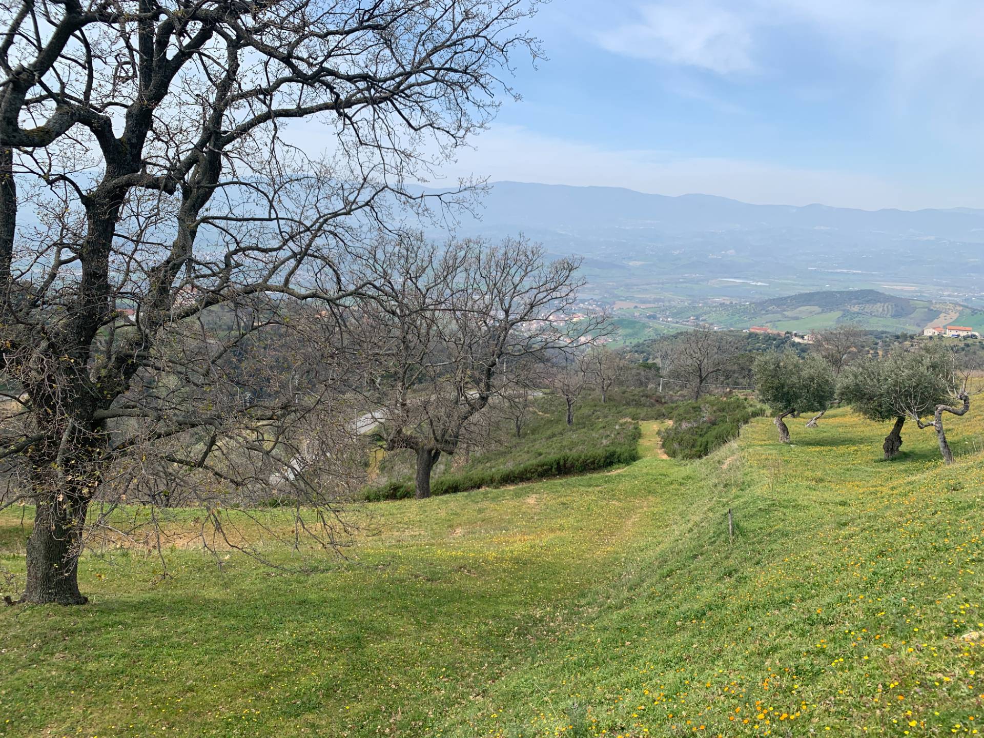 Terreno Agricolo in vendita a Luzzi