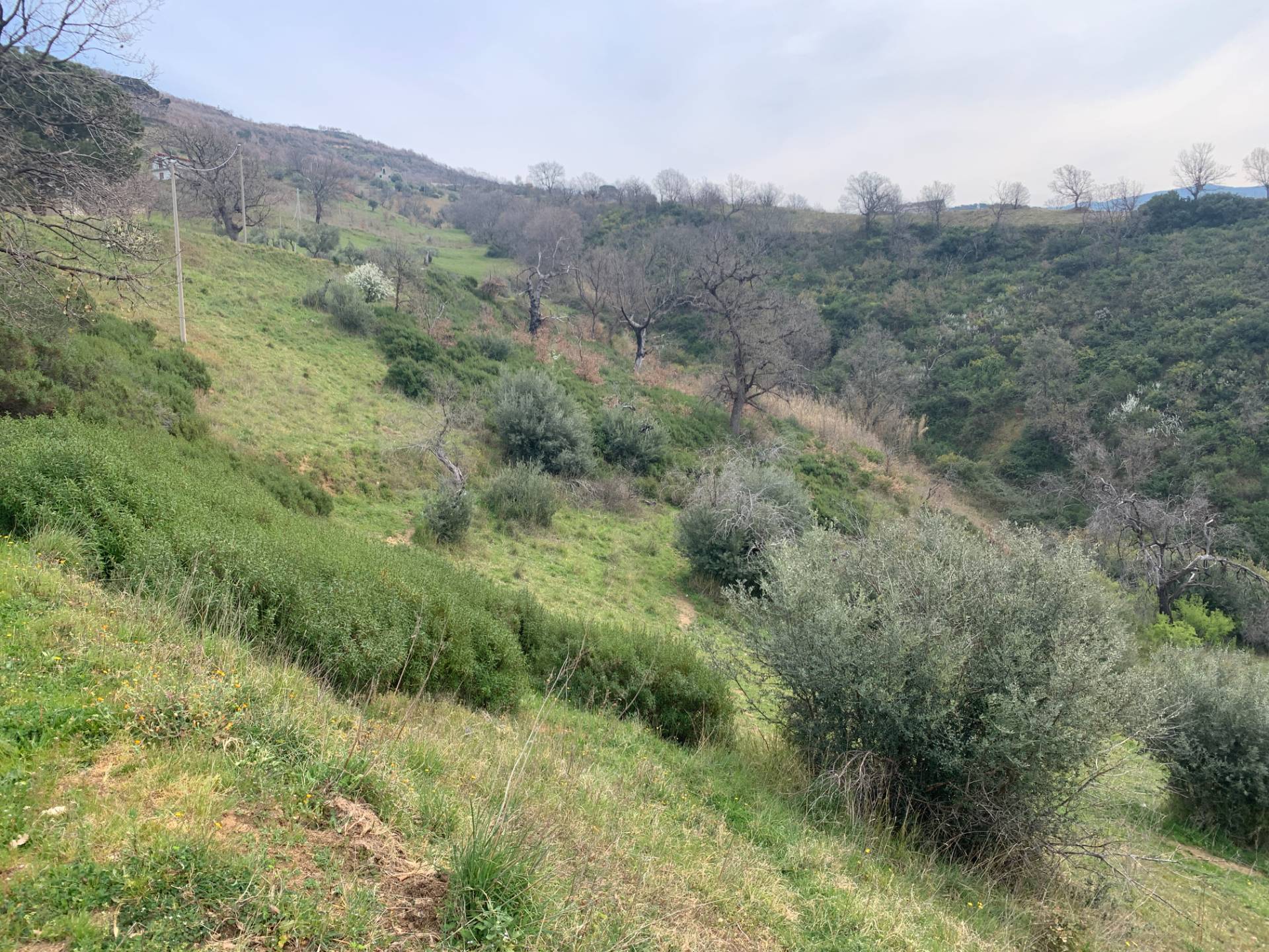 Terreno Agricolo in vendita a Luzzi