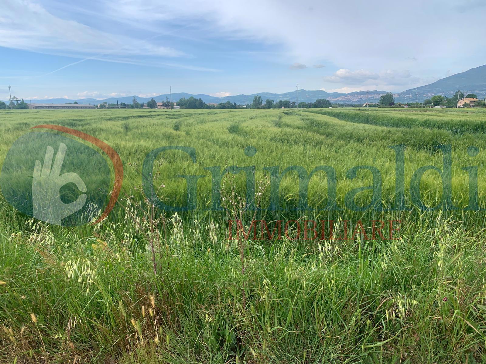 Terreno Agricolo in vendita a Bettona