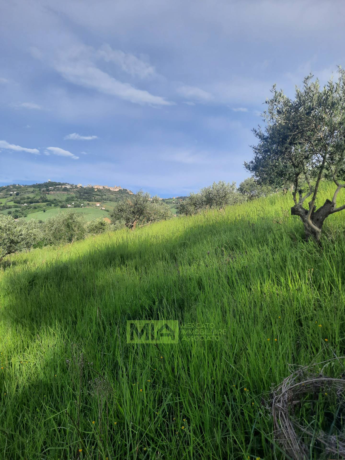 Terreno Agricolo in vendita a Montegranaro, Santa Leandra