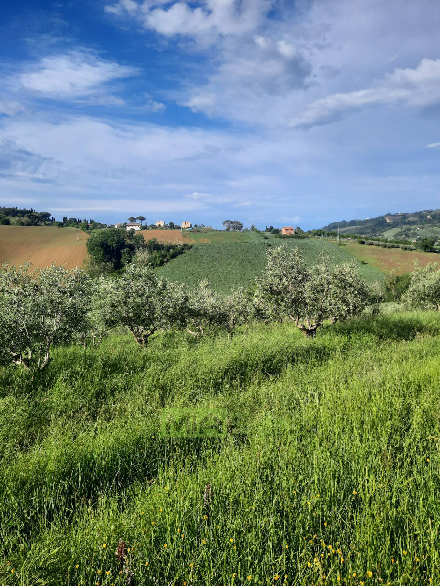 Terreno Agricolo in vendita a Montegranaro, Santa Leandra