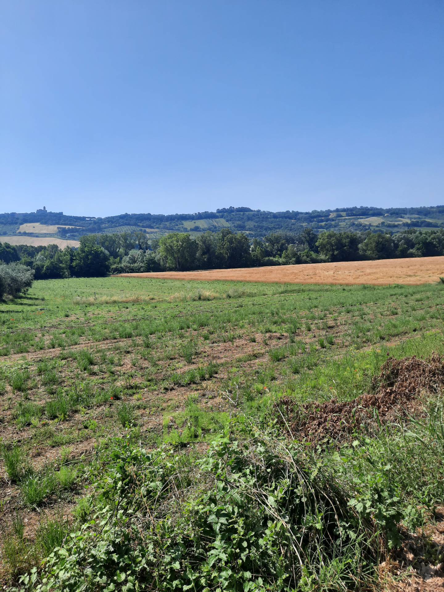 Terreno Agricolo in vendita a Altidona, Campagna