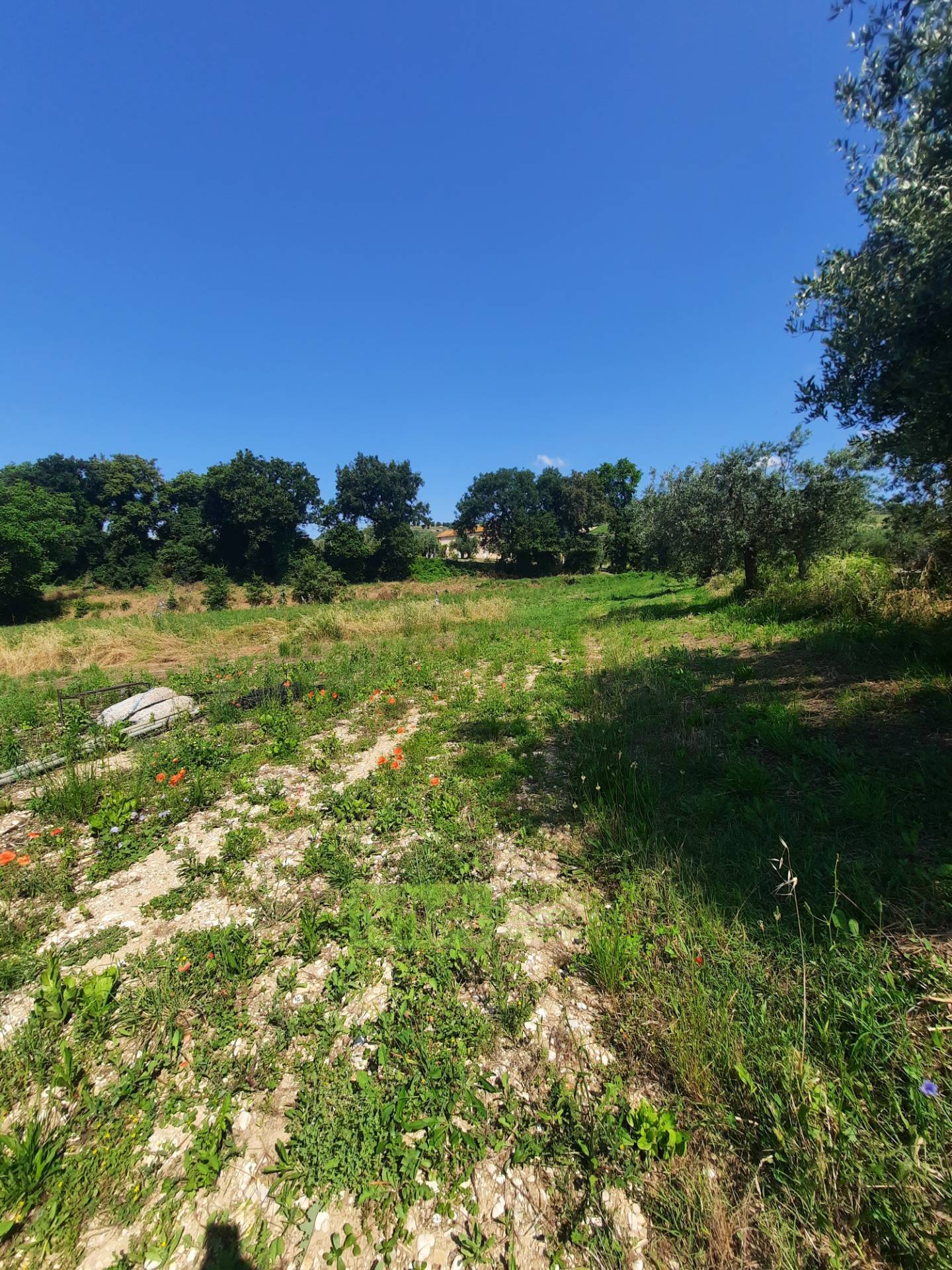 Terreno Agricolo in vendita a Altidona, Campagna