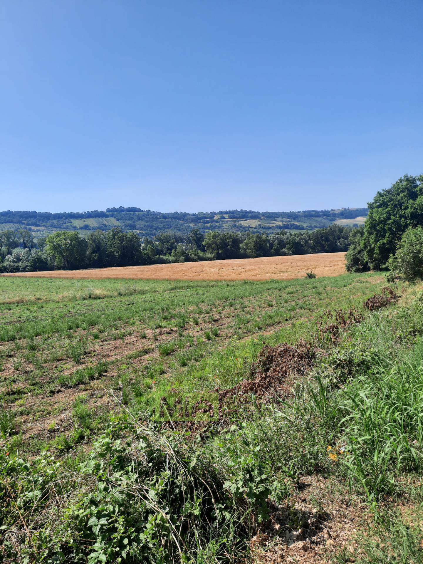 Terreno Agricolo in vendita a Altidona, Campagna