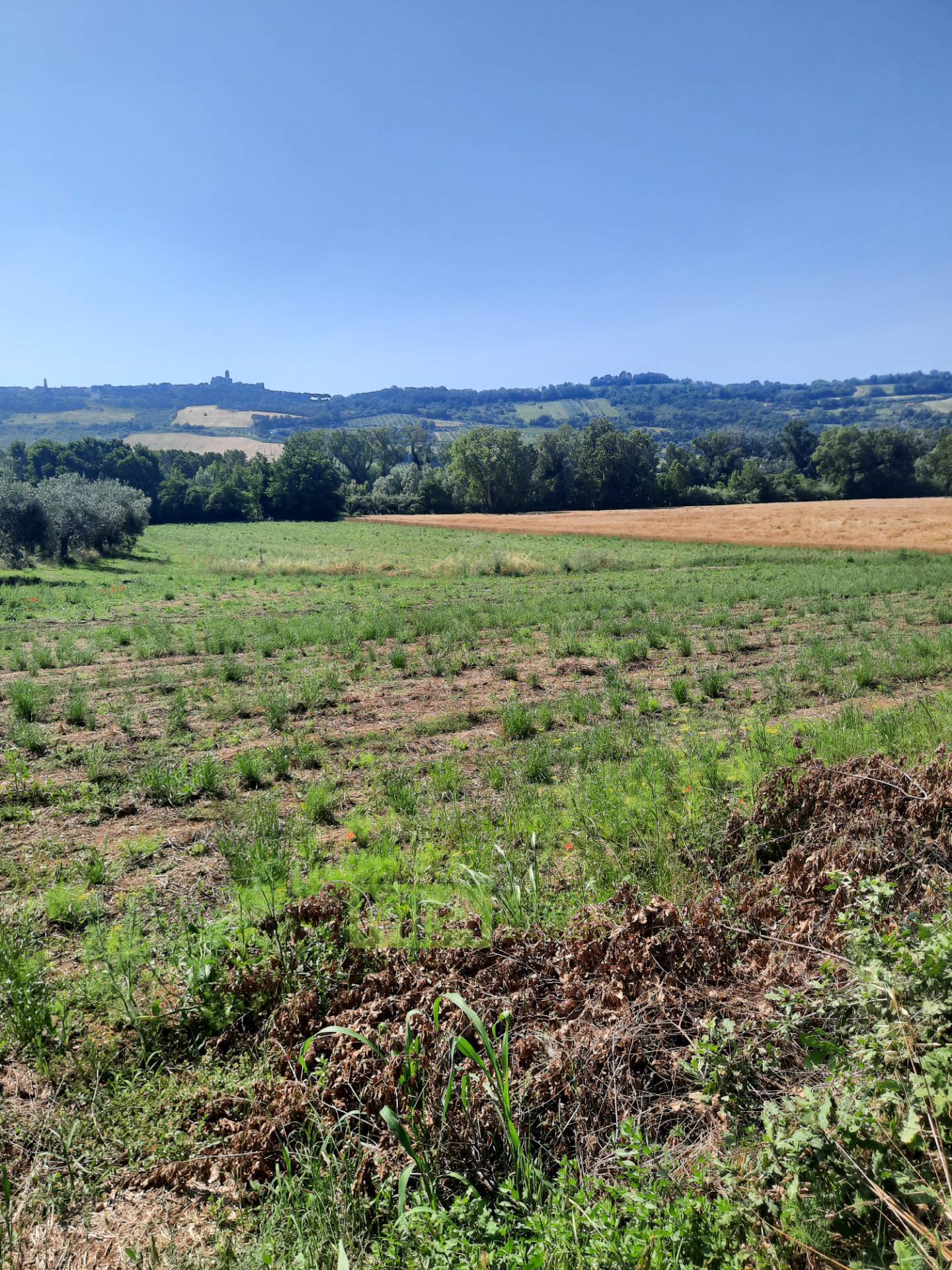 Terreno Agricolo in vendita a Altidona, Campagna