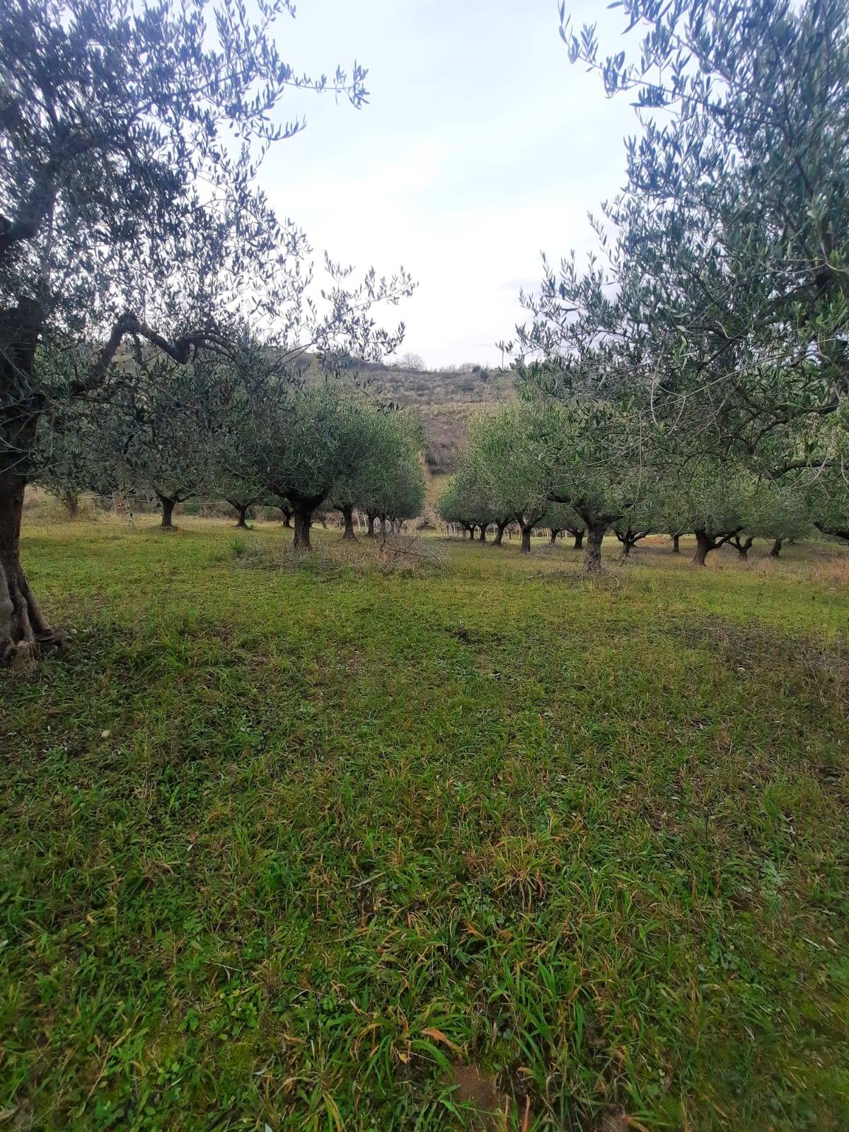 Terreno Agricolo in vendita a Lapedona, Collina