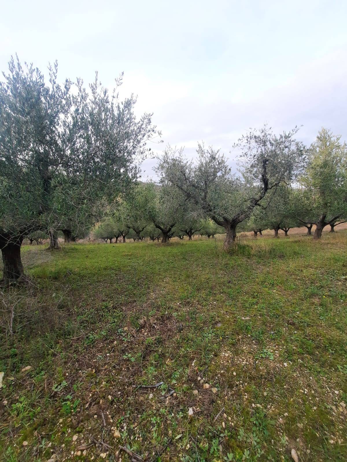 Terreno Agricolo in vendita a Lapedona, Collina