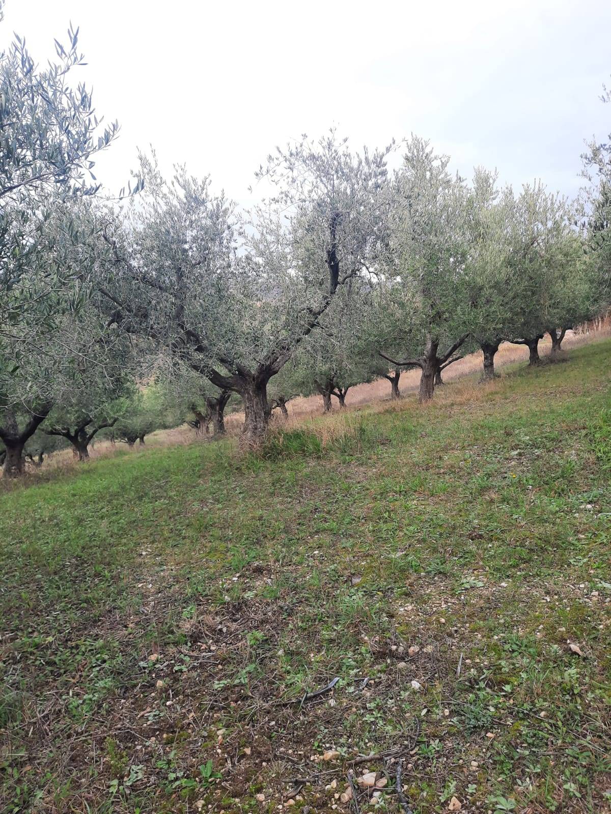 Terreno Agricolo in vendita a Lapedona, Collina