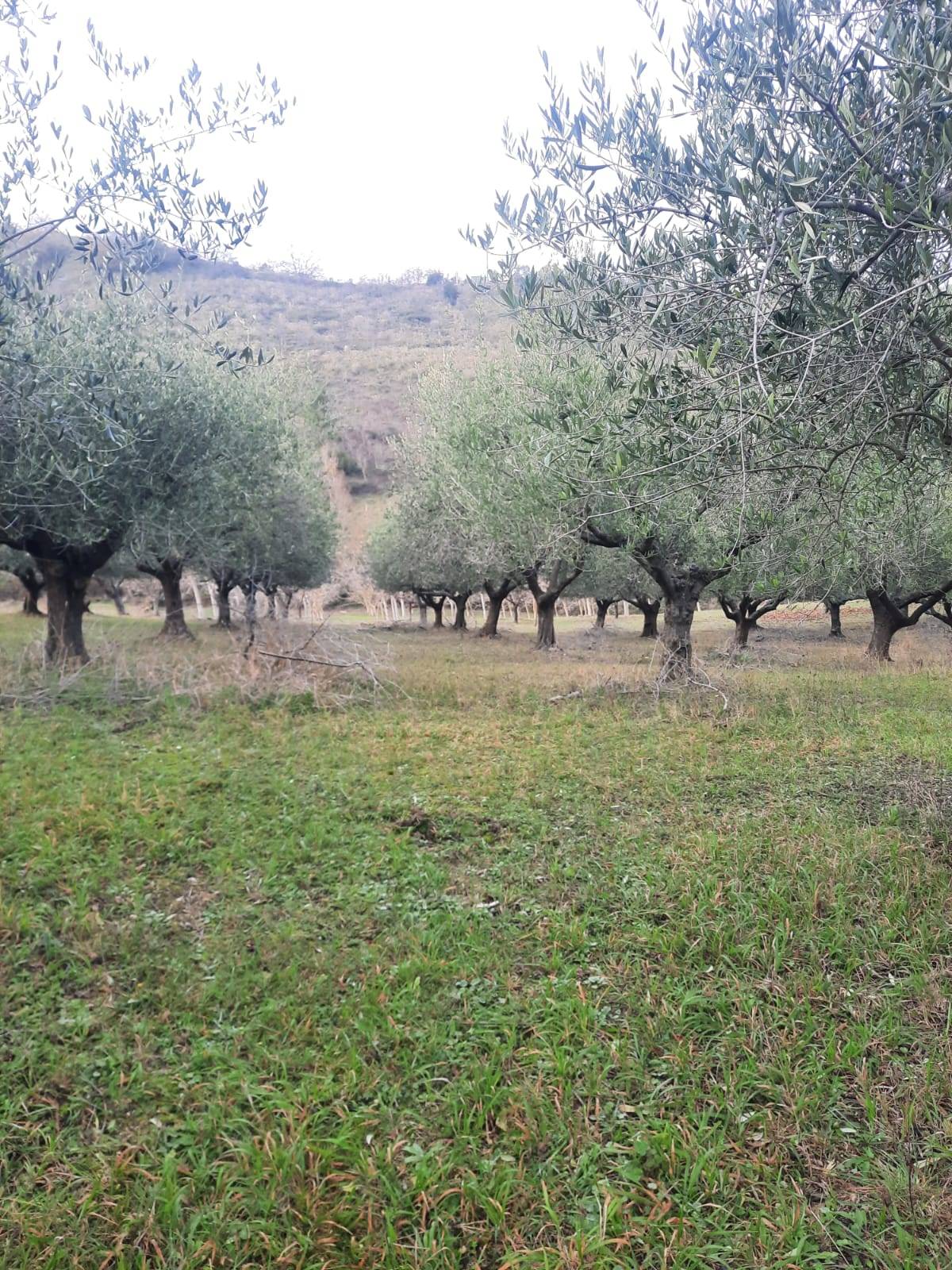 Terreno Agricolo in vendita a Lapedona, Collina