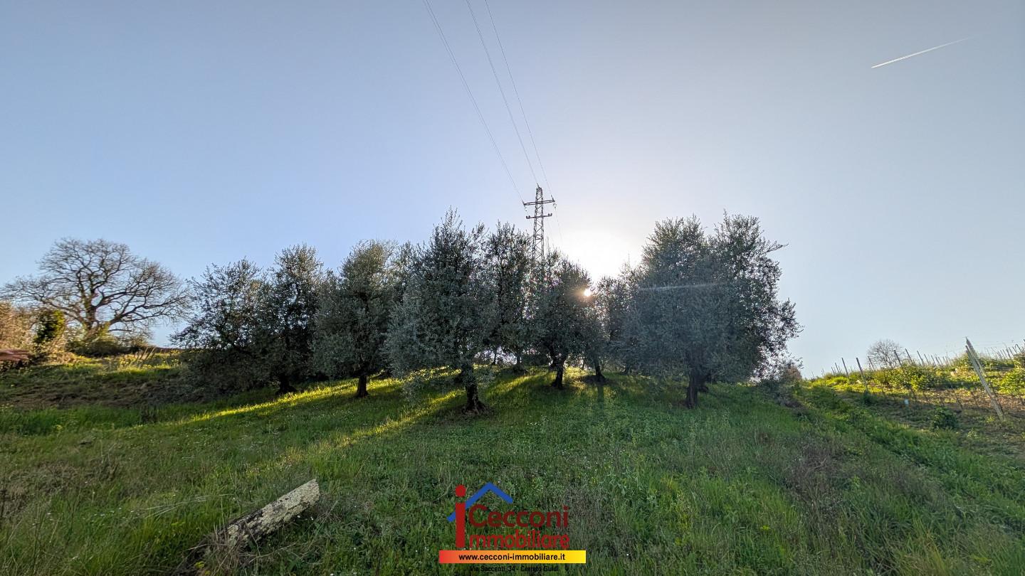 Terreno Agricolo in vendita a Cerreto Guidi