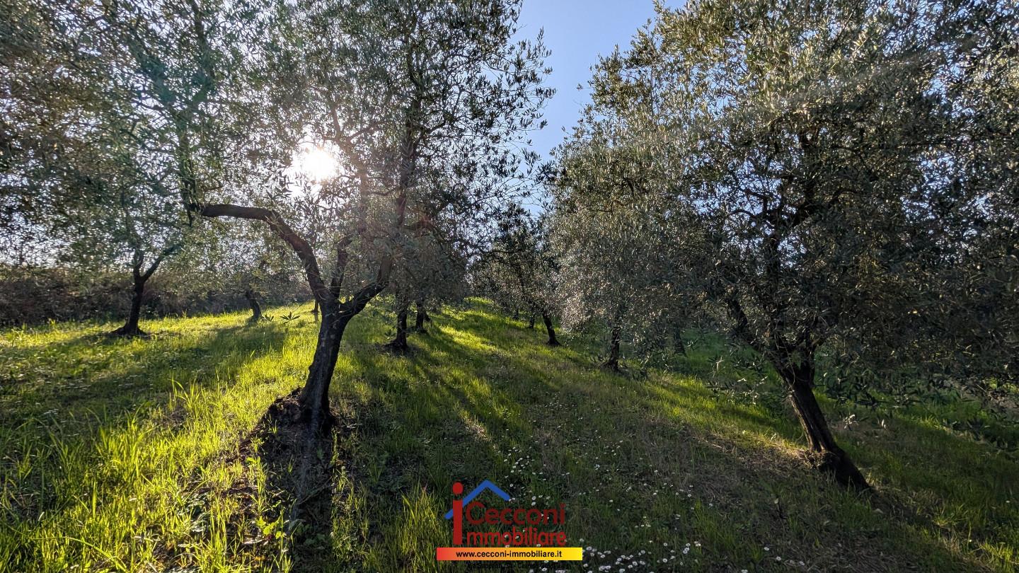 Terreno Agricolo in vendita a Cerreto Guidi