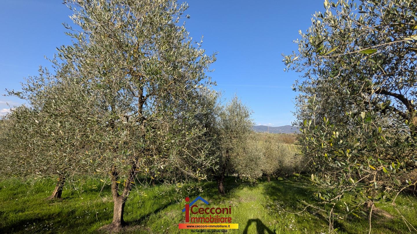 Terreno Agricolo in vendita a Cerreto Guidi