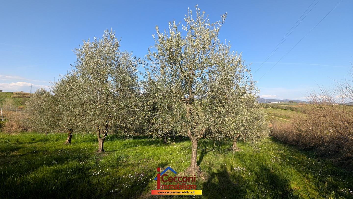 Terreno Agricolo in vendita a Cerreto Guidi