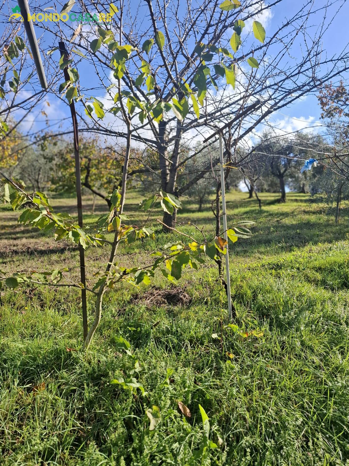 Terreno Agricolo in vendita a Palombara Sabina