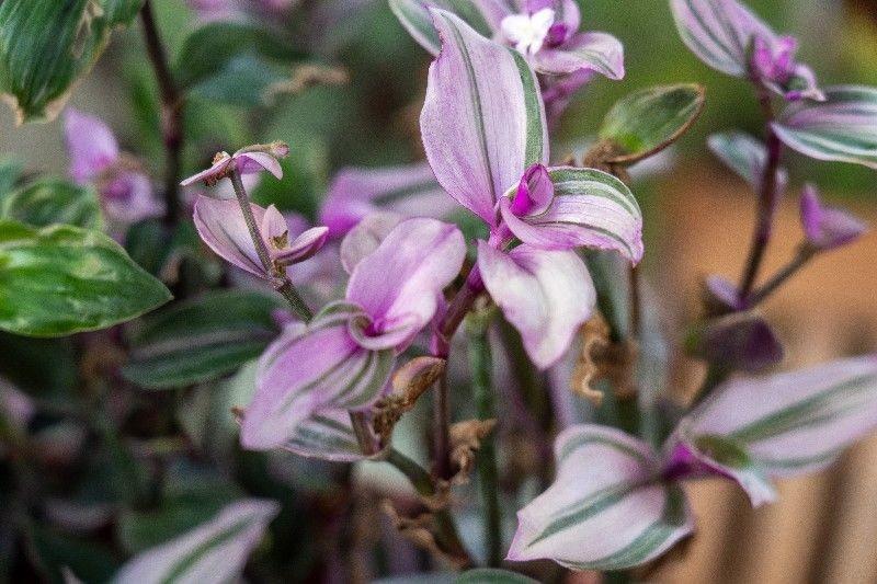 Bilocale in vendita, Rosignano Marittimo castiglioncello