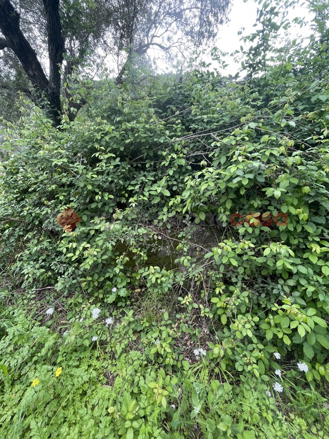 Terreno Agricolo in vendita a Santi Cosma e Damiano