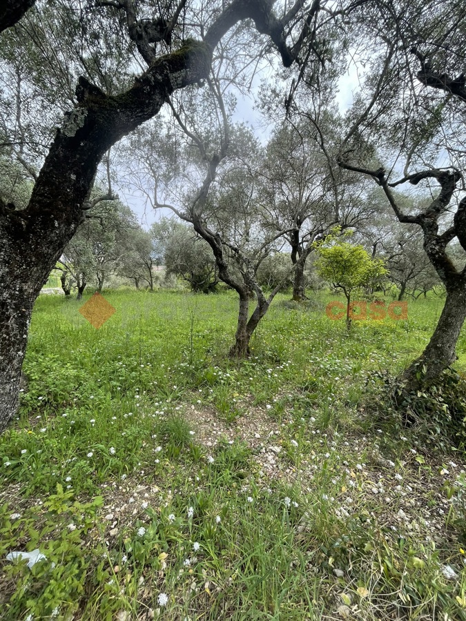 Terreno Agricolo in vendita a Santi Cosma e Damiano