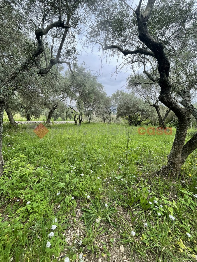 Terreno Agricolo in vendita a Santi Cosma e Damiano