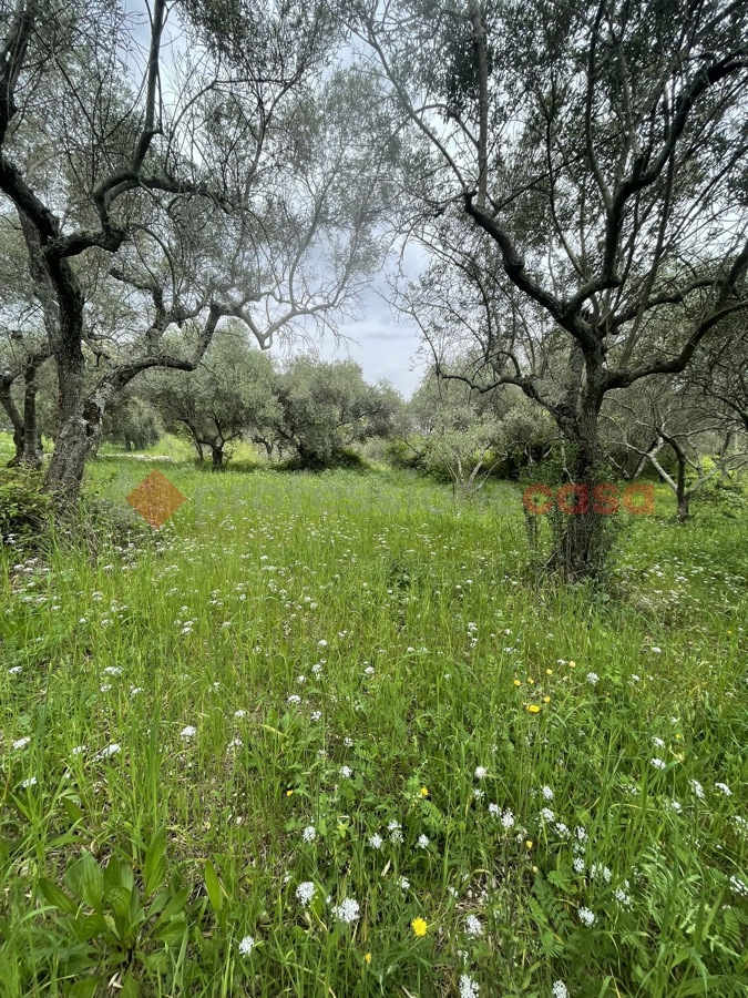 Terreno Agricolo in vendita a Santi Cosma e Damiano