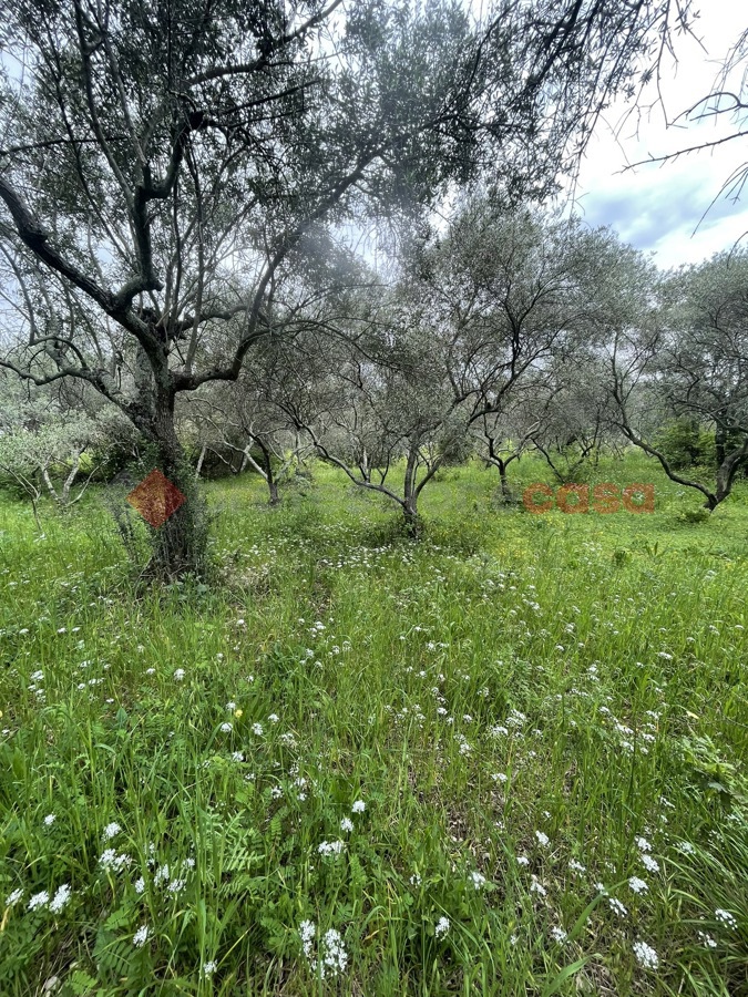 Terreno Agricolo in vendita a Santi Cosma e Damiano