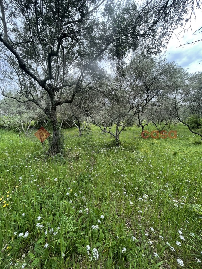 Terreno Agricolo in vendita a Santi Cosma e Damiano