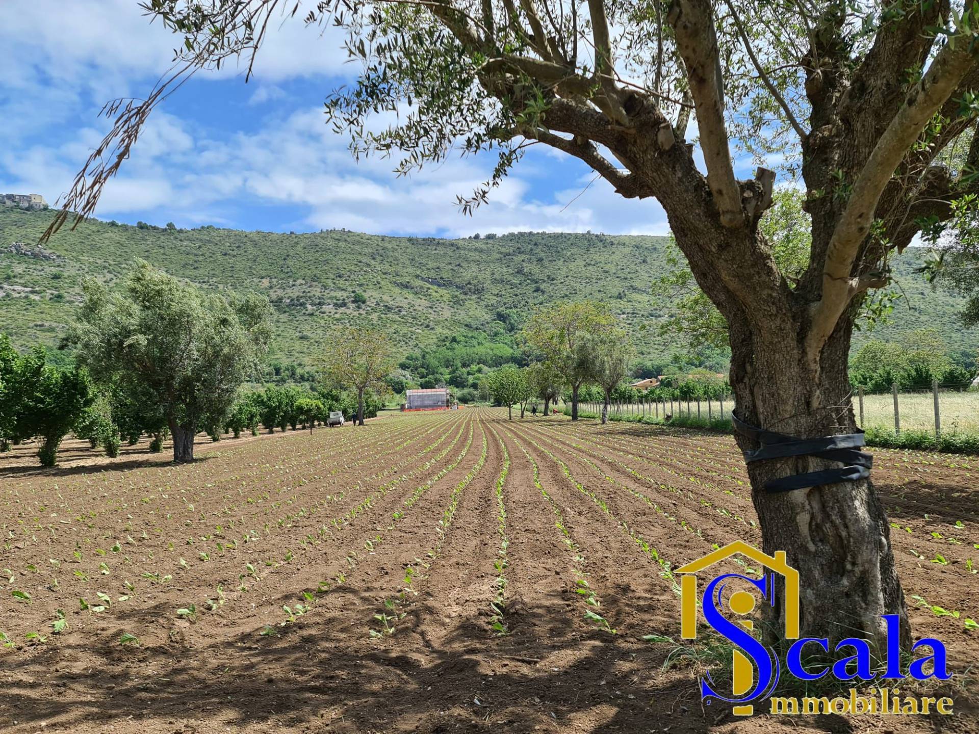 Terreno Agricolo in vendita a Bellona