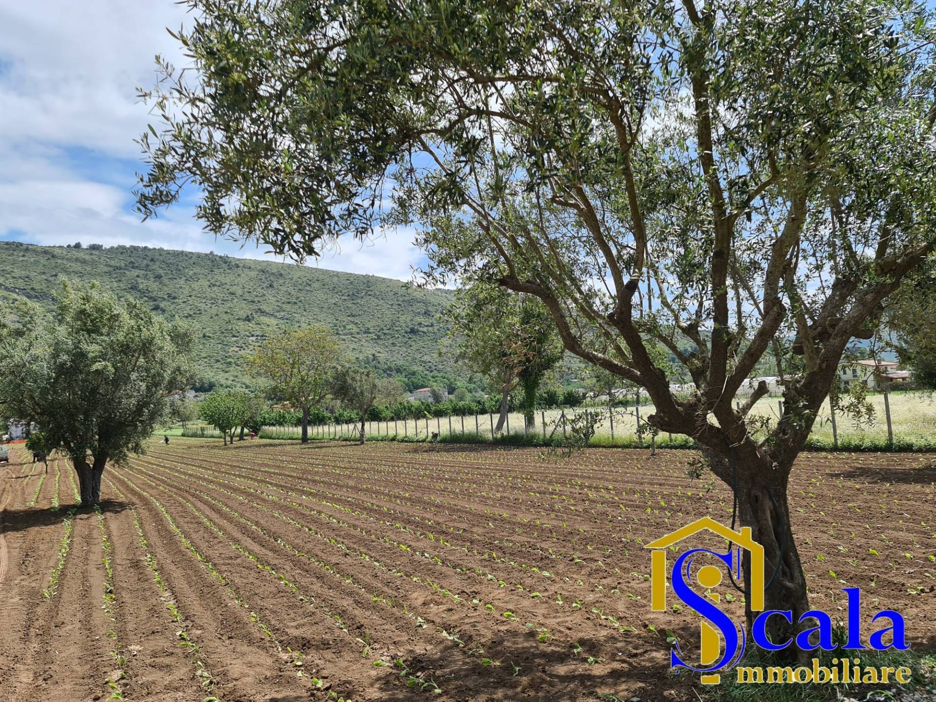 Terreno Agricolo in vendita a Bellona