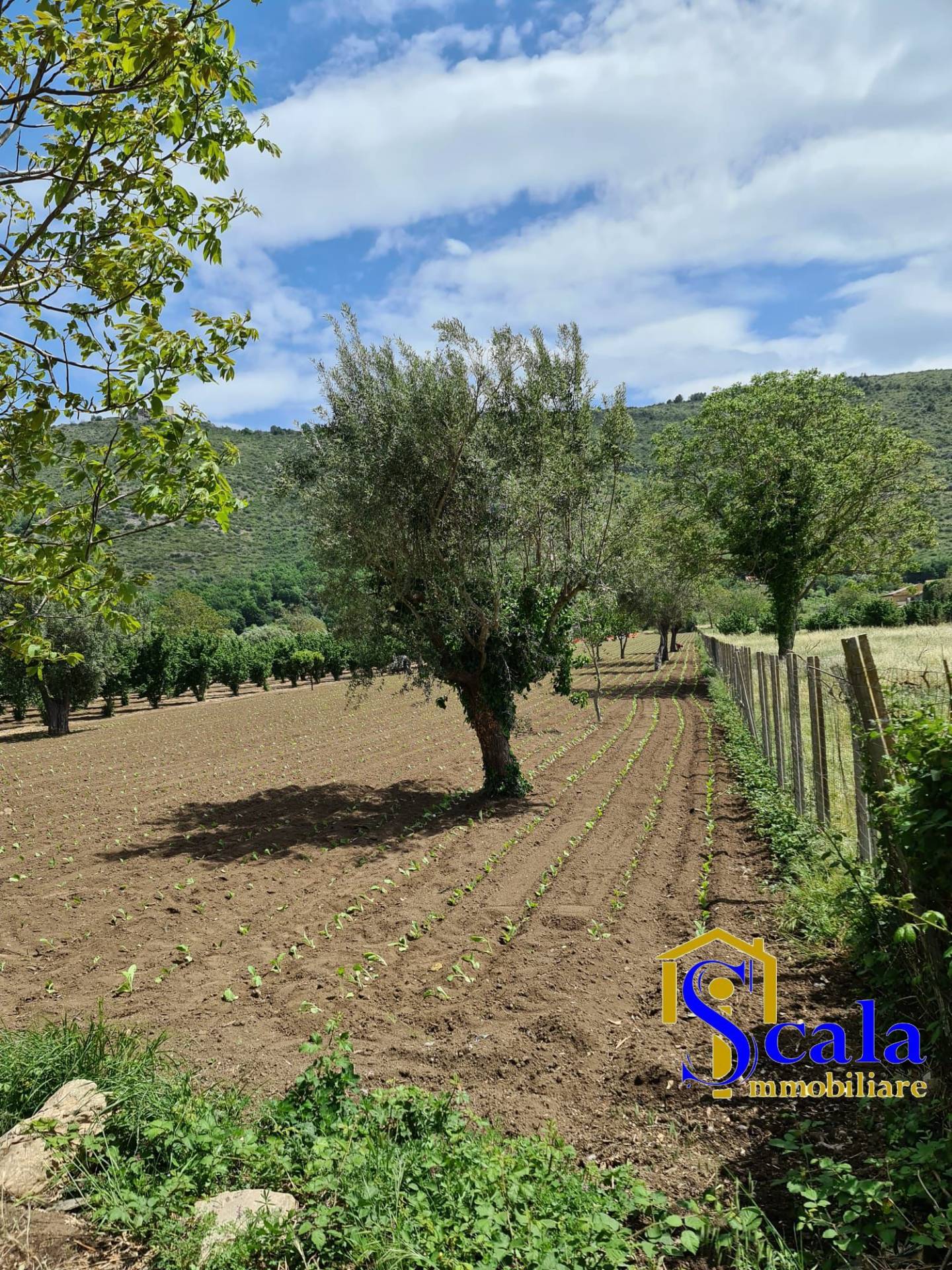 Terreno Agricolo in vendita a Bellona