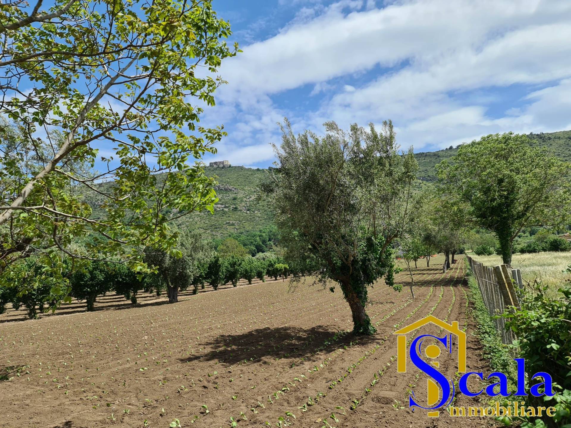 Terreno Agricolo in vendita a Bellona
