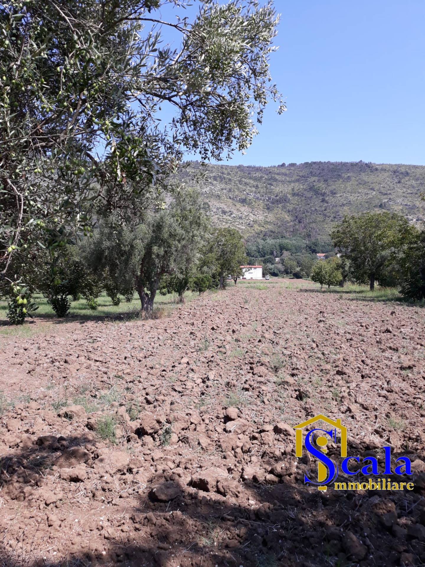 Terreno Agricolo in vendita a Bellona