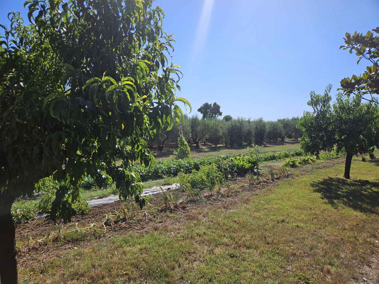 Terreno in vendita a Scarlino