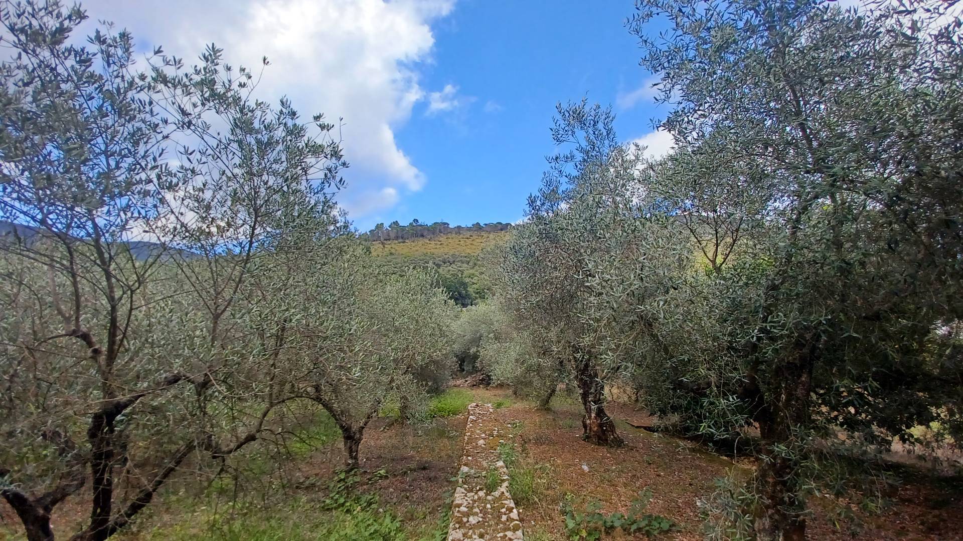 Terreno Agricolo in vendita a Sonnino