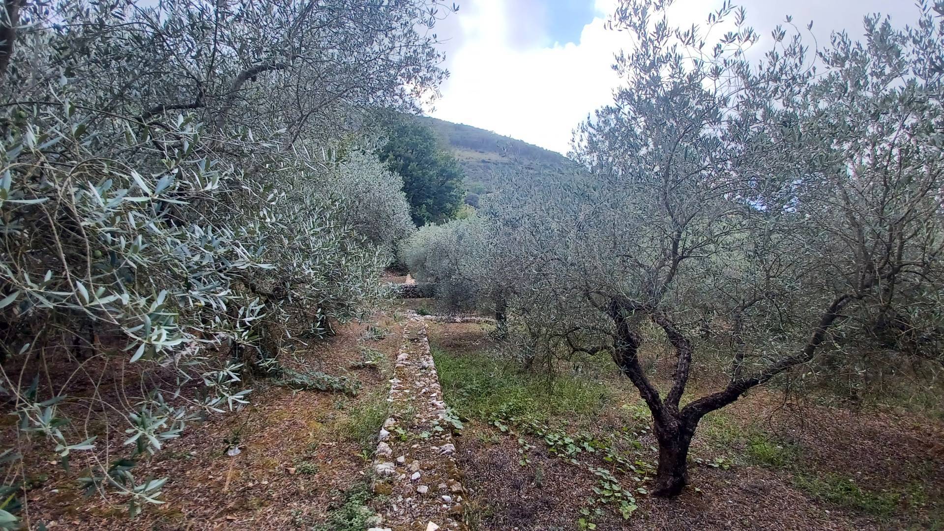 Terreno Agricolo in vendita a Sonnino