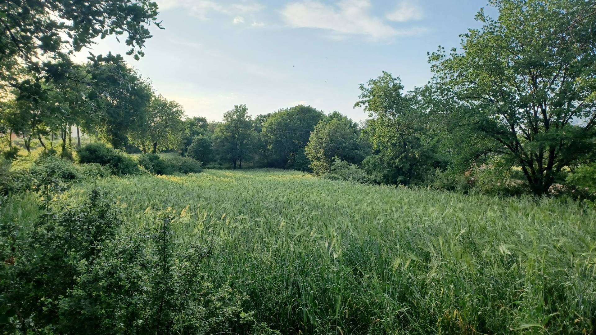 Terreno Agricolo in vendita a Amaseno