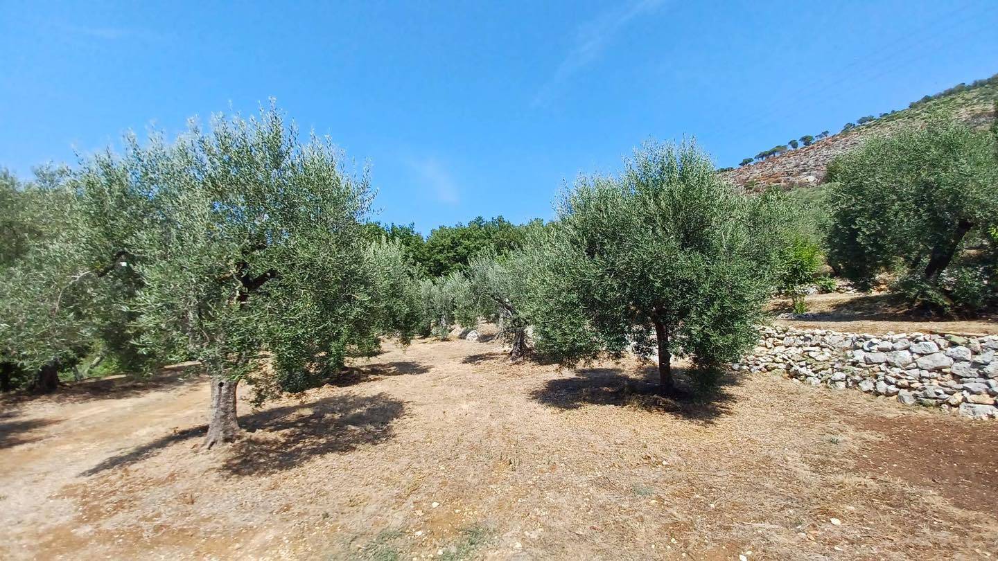 Terreno Agricolo in vendita a Maenza