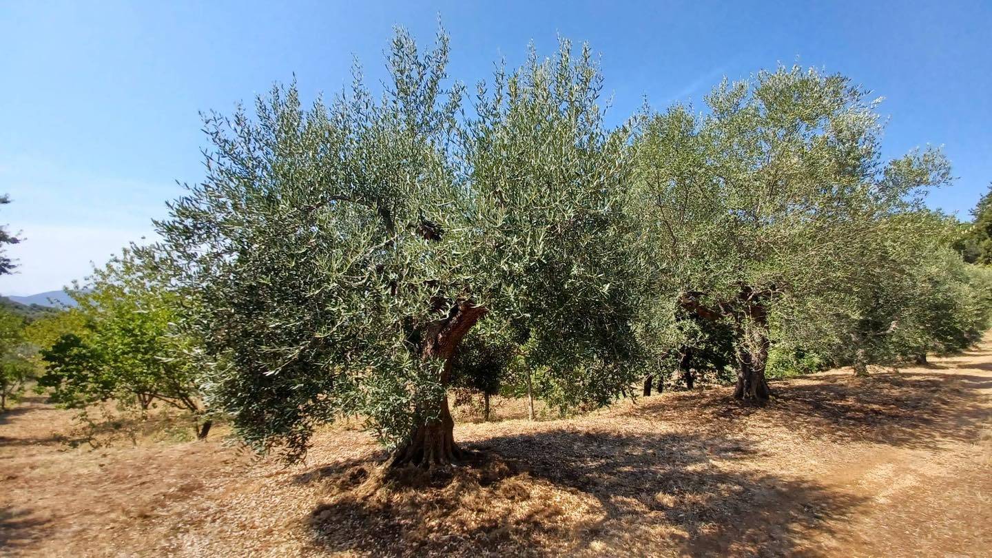 Terreno Agricolo in vendita a Maenza