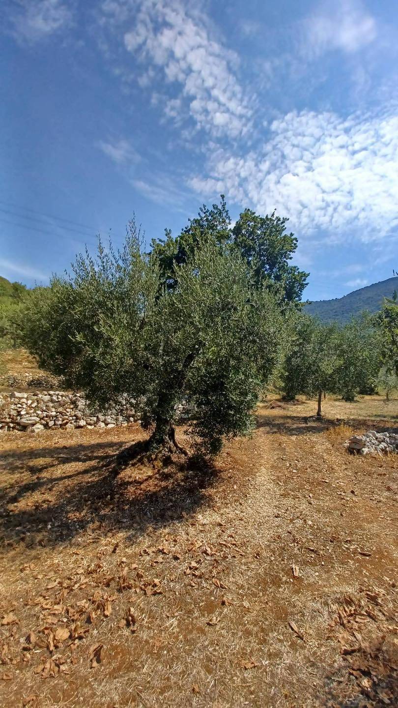 Terreno Agricolo in vendita a Maenza