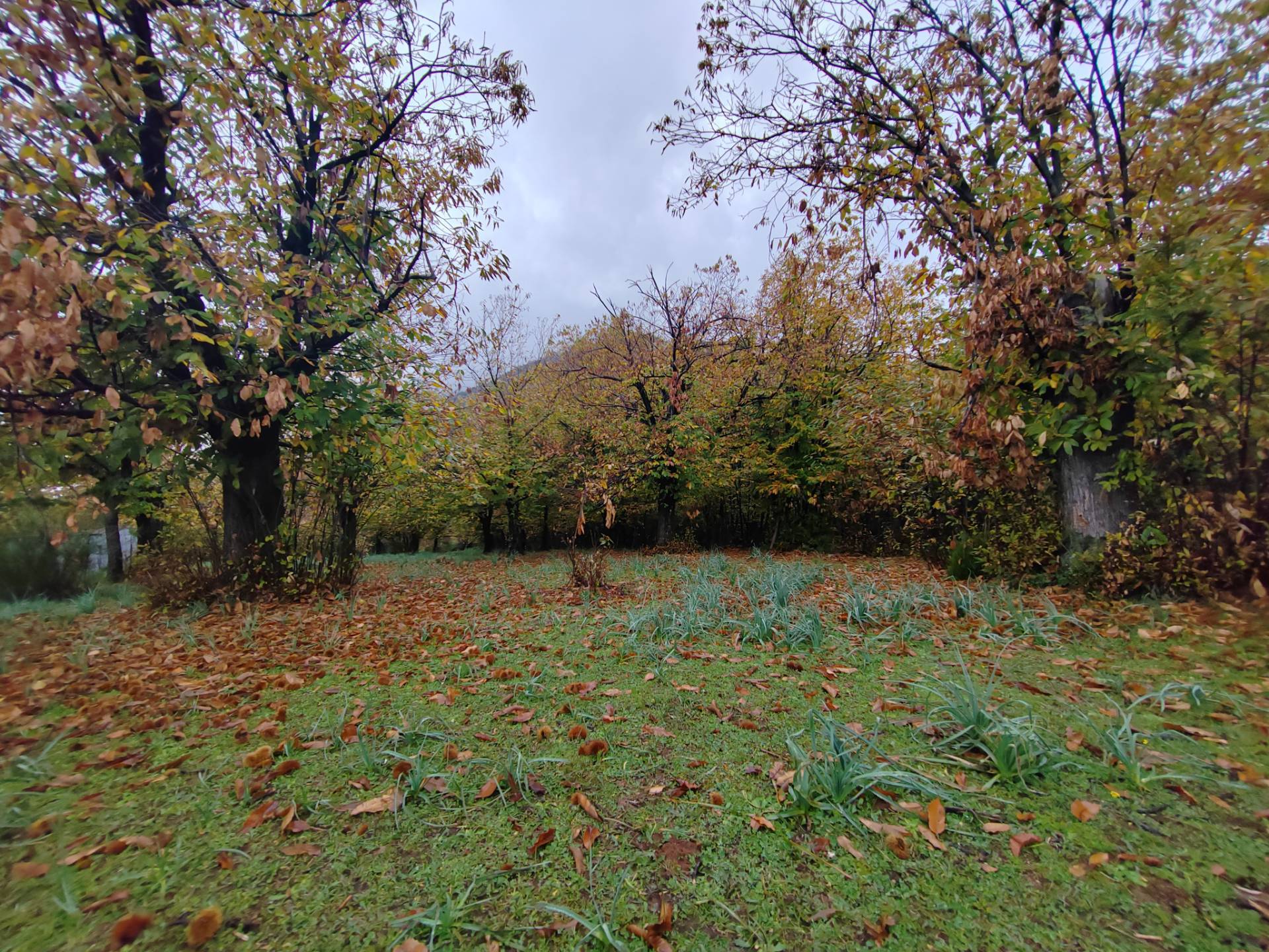 Terreno Agricolo in vendita a Maenza