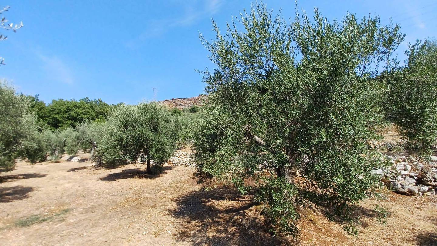Terreno Agricolo in vendita a Maenza