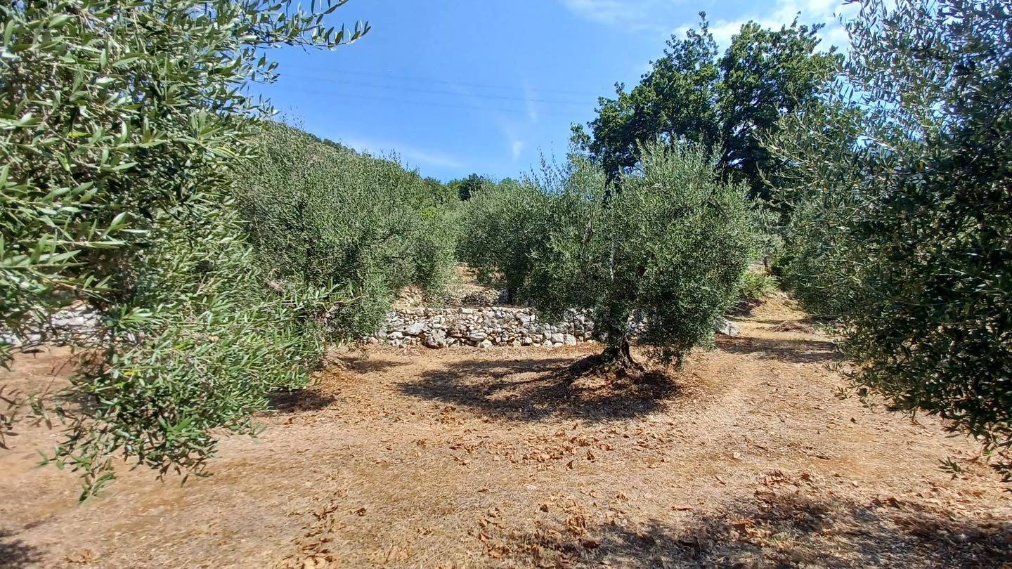 Terreno Agricolo in vendita a Maenza