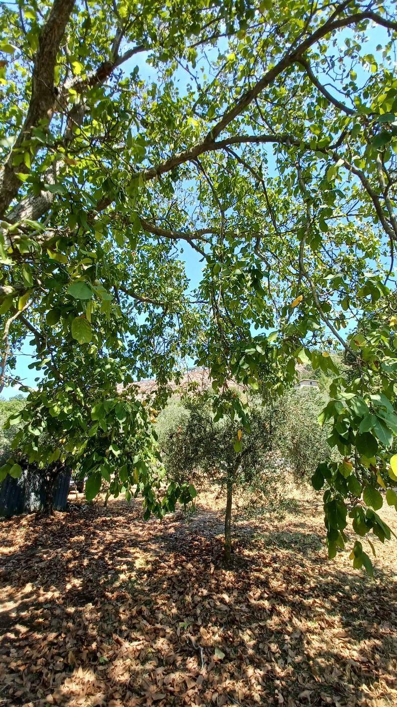 Terreno Agricolo in vendita a Maenza
