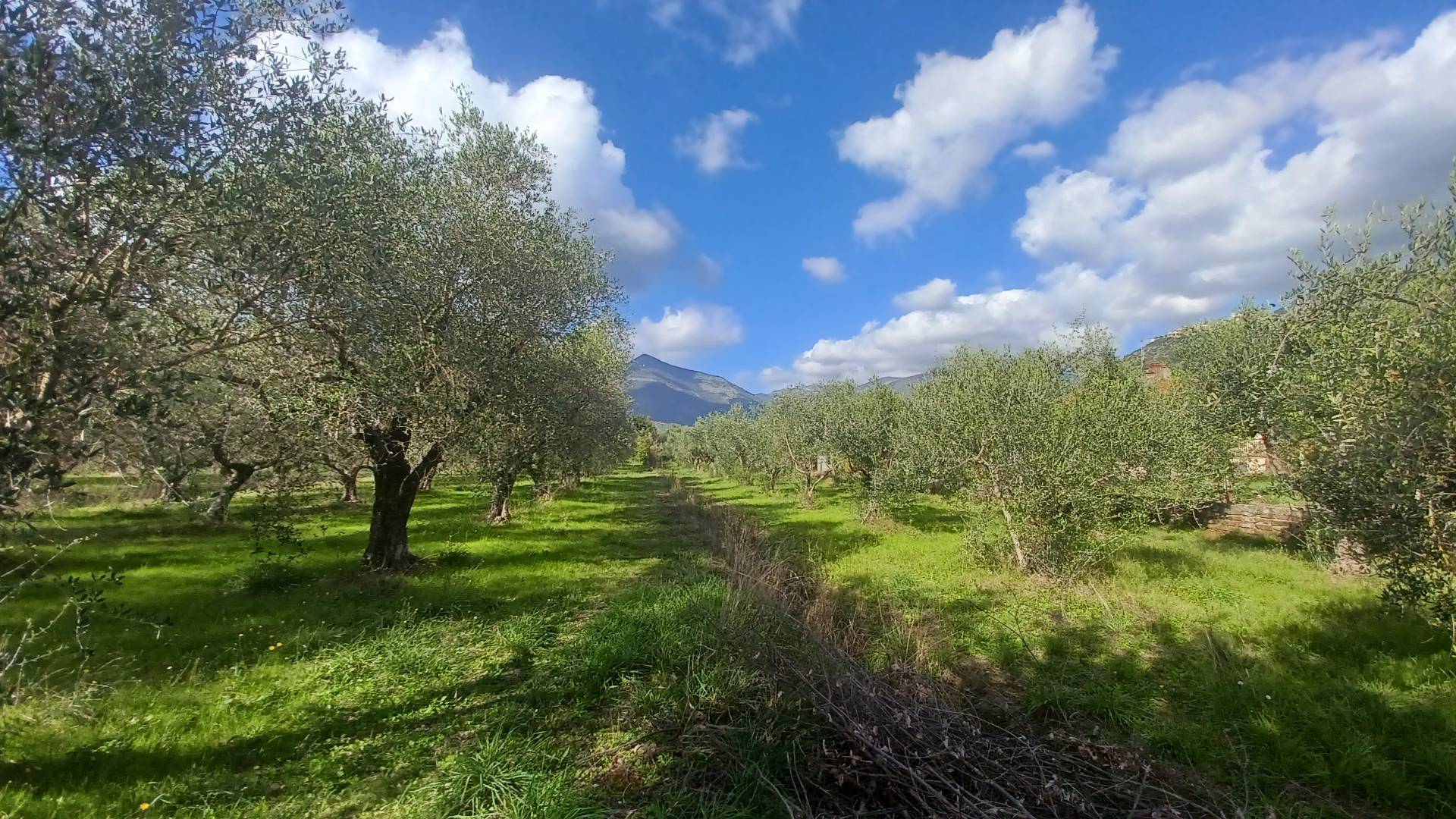 Terreno Agricolo in vendita a Maenza