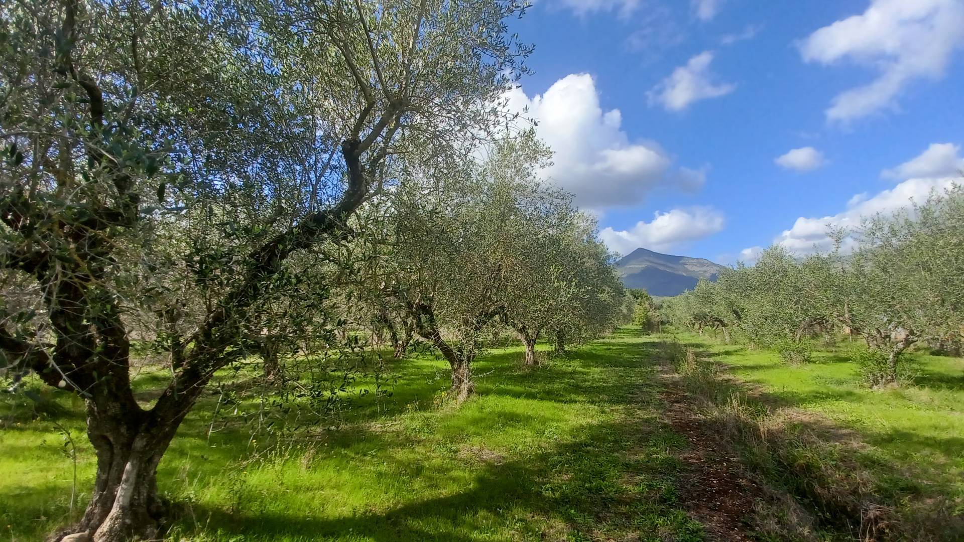 Terreno Agricolo in vendita a Maenza