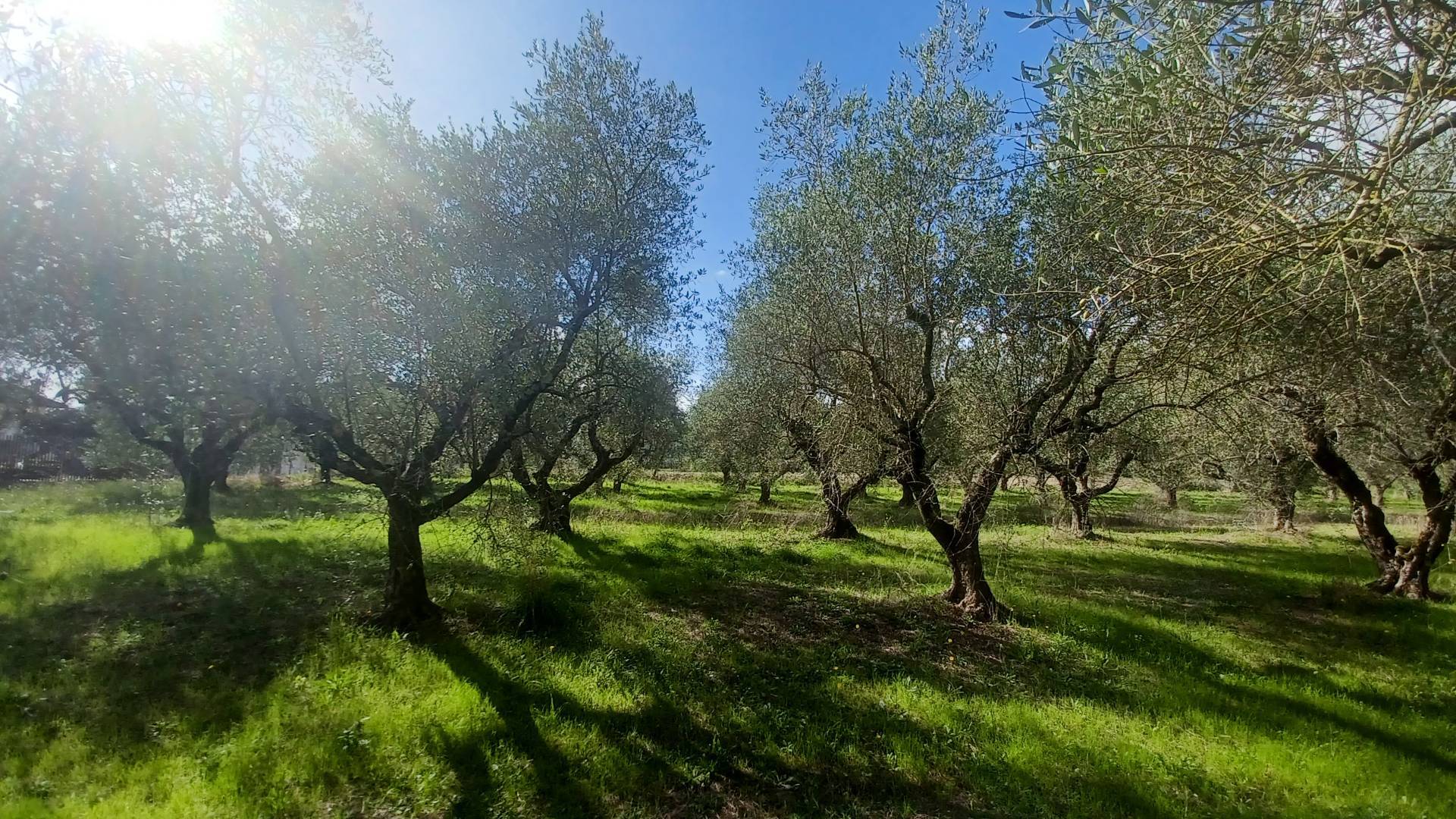 Terreno Agricolo in vendita a Maenza