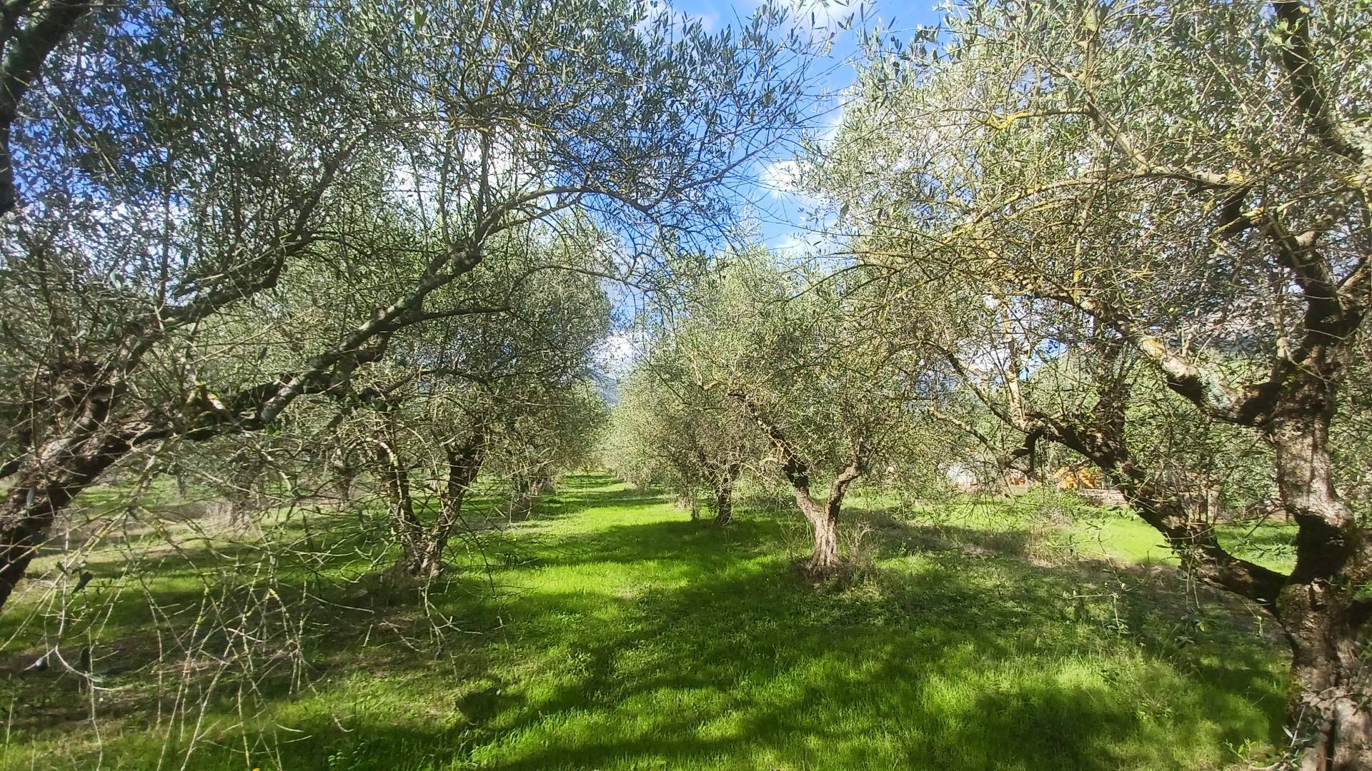 Terreno Agricolo in vendita a Maenza