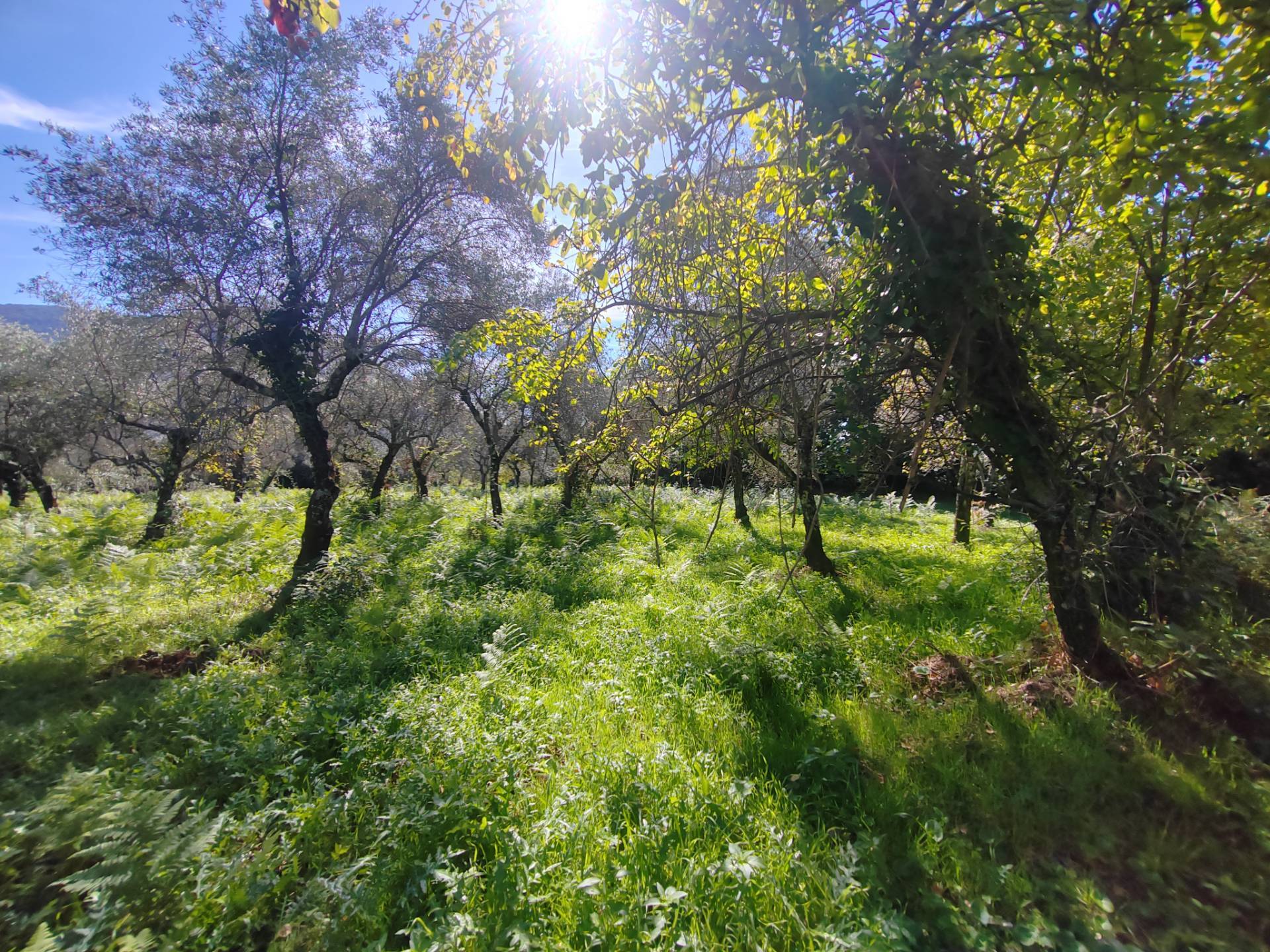 Terreno Agricolo in vendita a Maenza