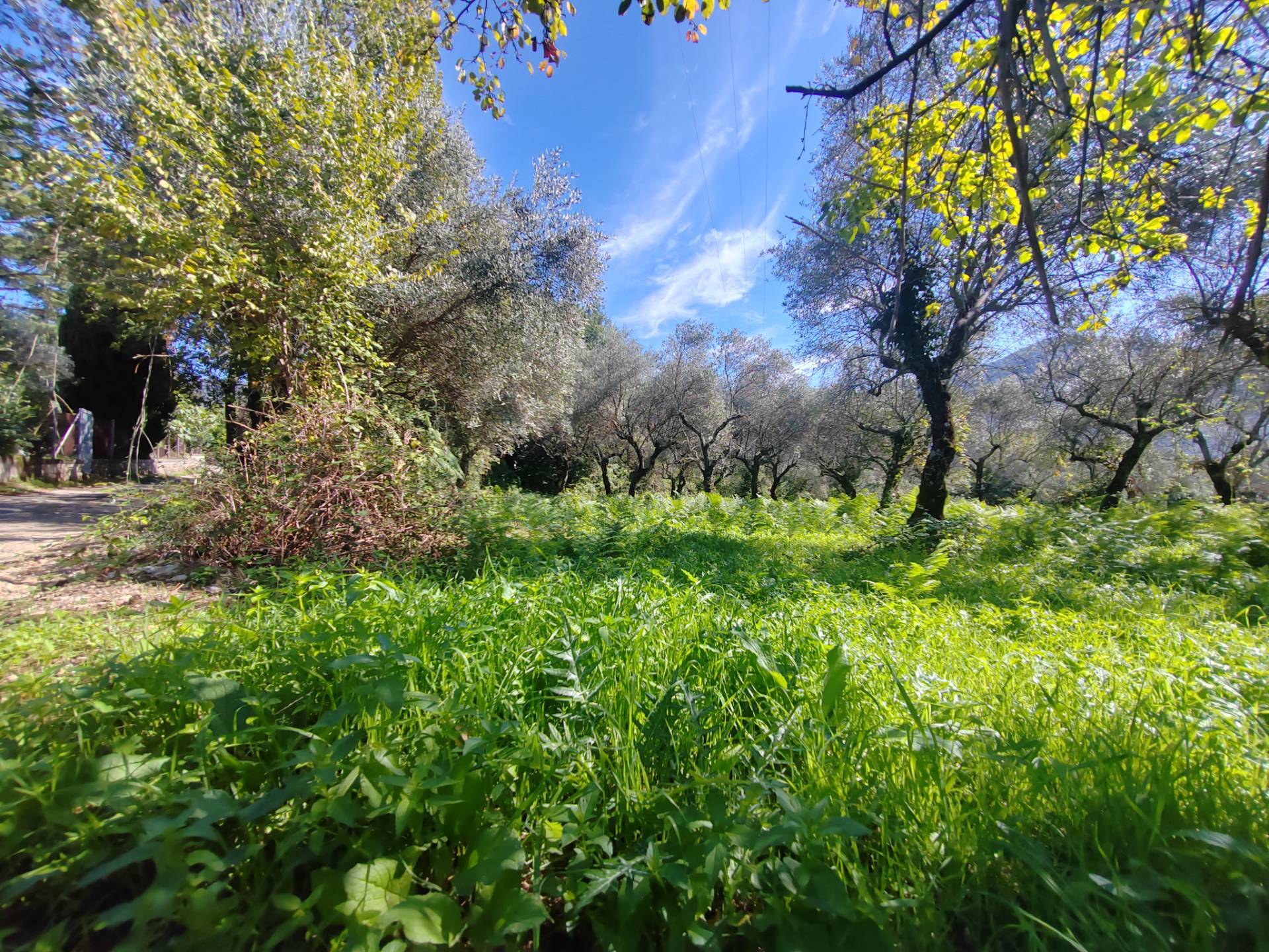 Terreno Agricolo in vendita a Maenza