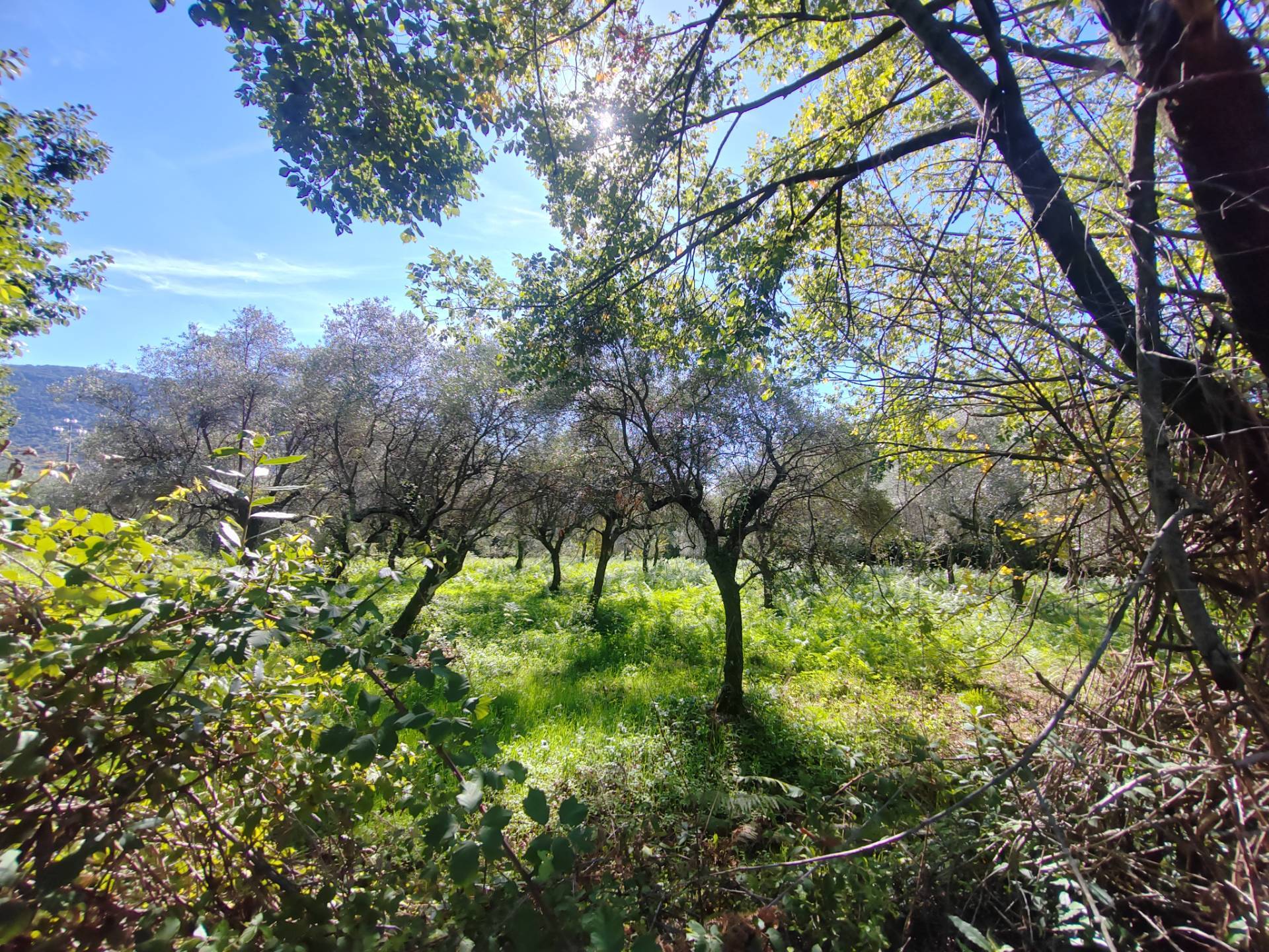 Terreno Agricolo in vendita a Maenza